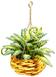 Dollhouse Hanging Plant Fern