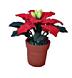 Dollhouse Plant Poinsettia